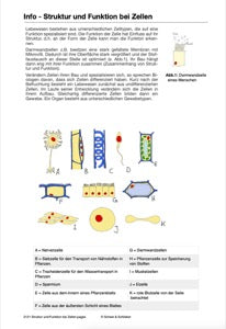 Nervensystem, Lernen und Gedächtnis: Jahrgang 7 - 10 (56 MB)