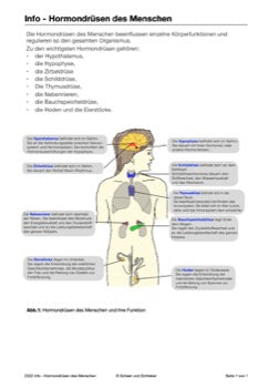 Hormonsystem Jahrgang 7 bis 10 (24 MB)