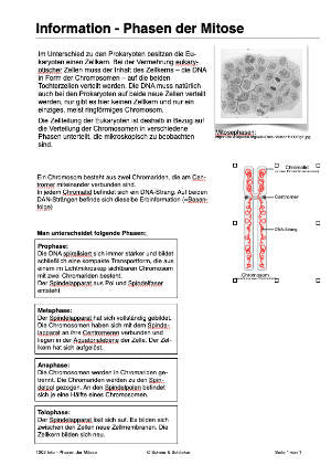 Mitose und Meiose (Einzellizenz) 33MB