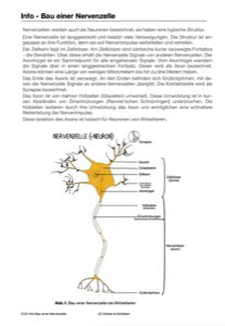 Nervensystem, Lernen und Gedächtnis: Jahrgang 7 - 10 (56 MB)