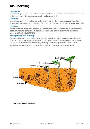 Botanik: Keimung (20 MB)
