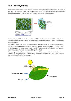 Botanik: Grundbauplan Blütenpflanzen (80 MB)