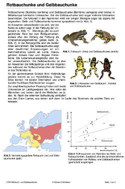 Artbildung (Einzellizenz) - 39 MB