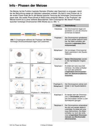 Mitose und Meiose (Einzellizenz) 33MB