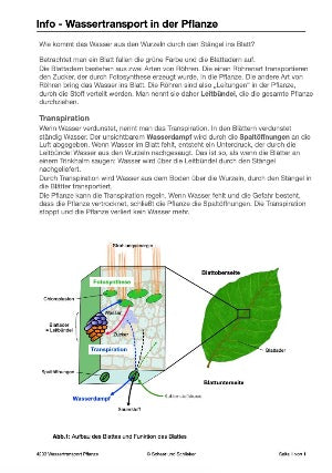 Botanik: Grundbauplan Blütenpflanzen (80 MB)