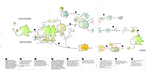 Infektionen - Immunsystem des Menschen (54 MB)