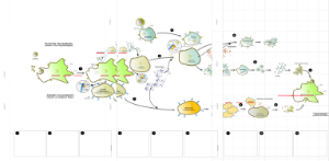 Infektionen - Immunsystem des Menschen (54 MB)