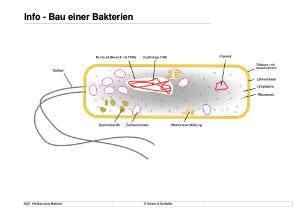 Prokaryoten (Einzellizenz) 77MB
