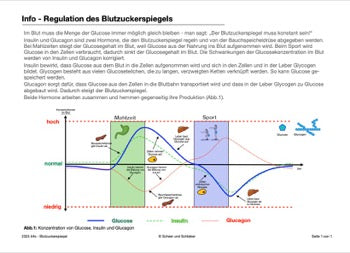 Hormonsystem Jahrgang 7 bis 10 (24 MB)