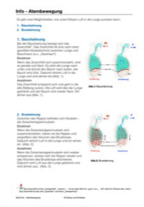 Blutkreislauf - komplett (216 MB)