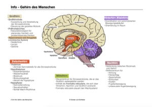 Nervensystem, Lernen und Gedächtnis: Jahrgang 7 - 10 (56 MB)