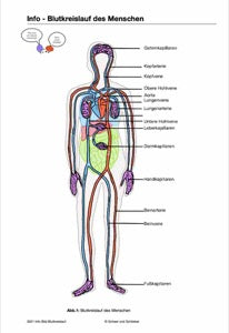 Blutkreislauf - komplett (216 MB)