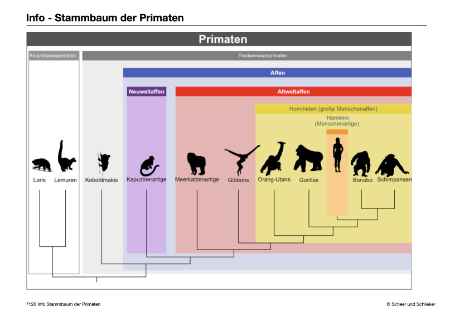 Evolution des Menschen (226 MB)