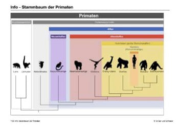 Stammbaum des Menschen (165 MB)