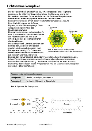 Fotosynthese