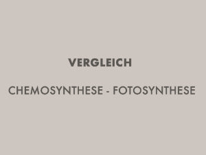 Fotosynthese