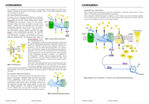 Fotosynthese