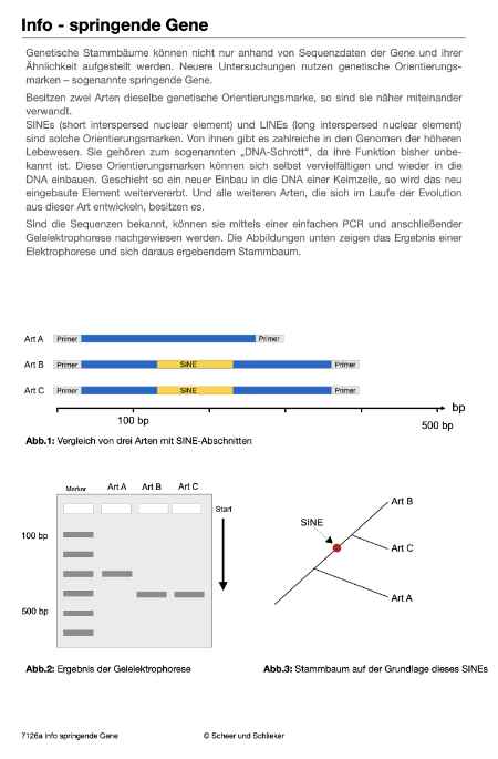 Evolution des Menschen (226 MB)