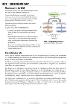 Stammbaum des Menschen (165 MB)