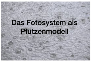 Fotosynthese