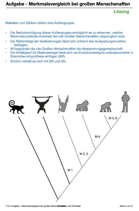 Evolution des Menschen (226 MB)