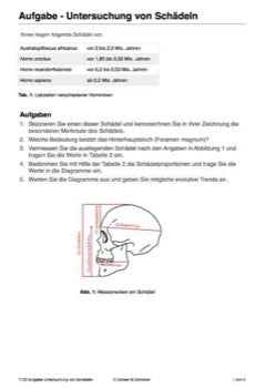 Stammbaum des Menschen (165 MB)