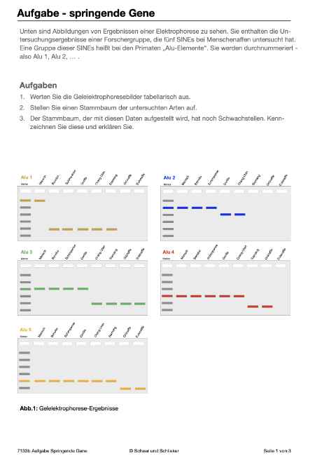 Evolution des Menschen (226 MB)