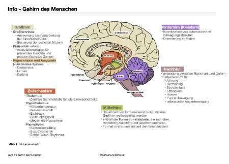 Evolution des Menschen (226 MB)