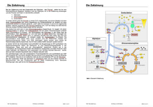 Zellatmung (45 MB)