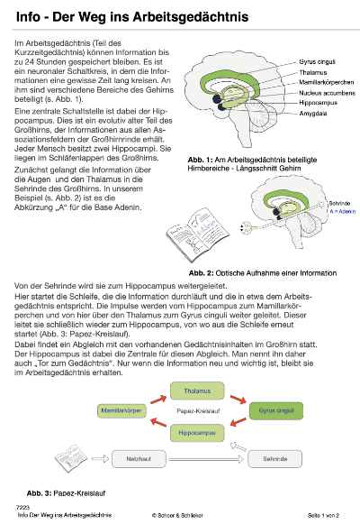 Gehirn und Gedächtnis (Einzellizenz) - 36 MB