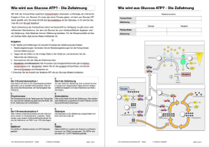 Zellatmung (45 MB)
