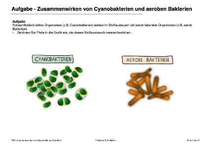 Fotosynthese und Zellatmung - Energiequellen Teil 2 - komplett (Einzellizenz)