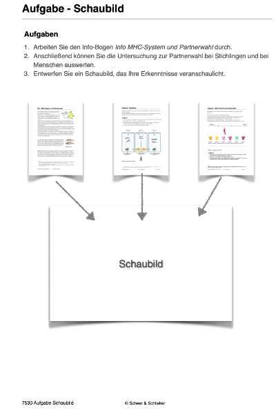 Evolution des Menschen (226 MB)