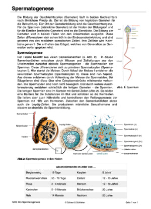 Mitose und Meiose (Einzellizenz) 33MB