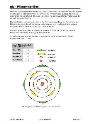 Botanik: Grundbauplan Blütenpflanzen (80 MB)