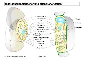 Eukaryoten - komplett (Einzellizenz)