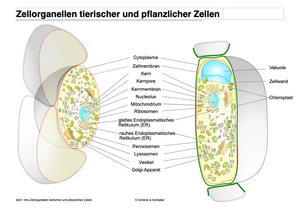 Eukaryoten (Einzellizenz) 130 MB