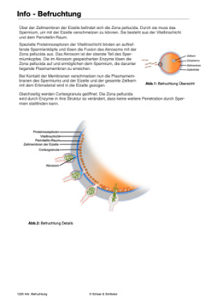 Mitose und Meiose (Einzellizenz) 33MB