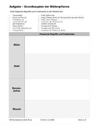 Botanik: Grundbauplan Blütenpflanzen (80 MB)