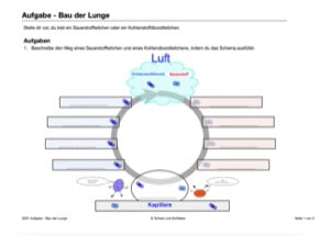 Blutkreislauf - komplett (216 MB)