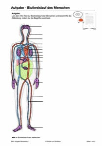 Blutkreislauf - komplett (216 MB)