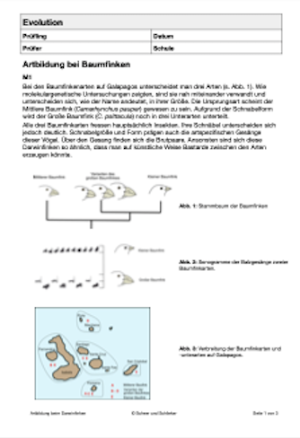 Evolution - Artbildung Baumfinken