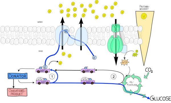 Chemosynthese (188 MB)