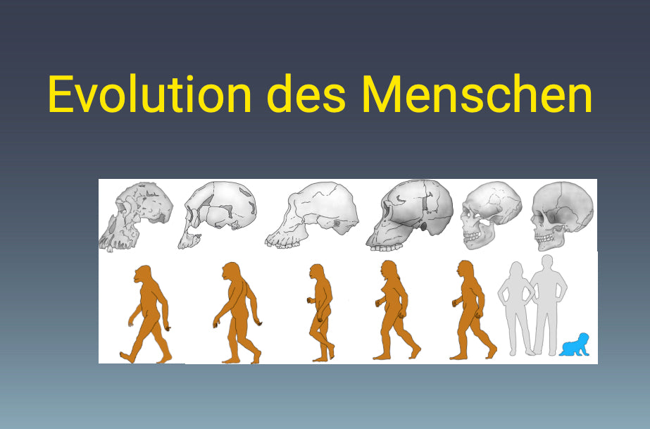 Evolution des Menschen (18 MB) - Einzellizenz