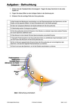 Geschlechtszellen und Befruchtung - Gruppenpuzzle (55 MB)