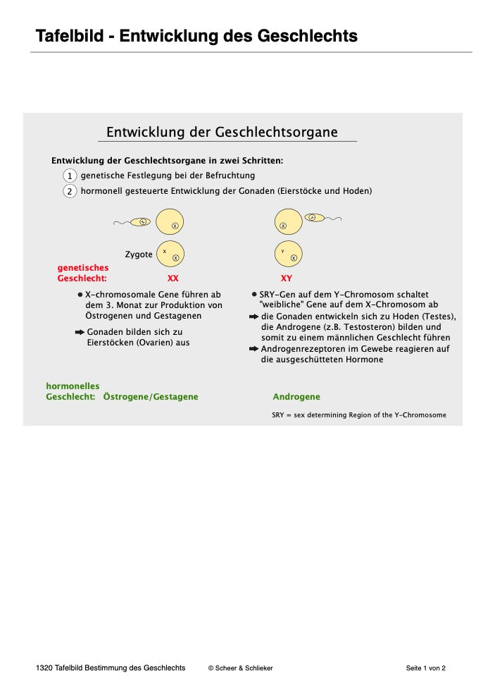 Ausbildung des Geschlechts: weiblich-divers-männlich (43 MB)