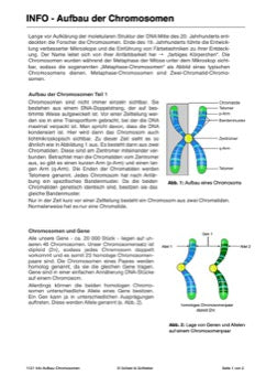 DNA und Chromosomen (4 MB)