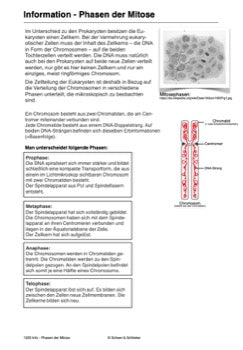 Geschlechtszellen und Befruchtung - Gruppenpuzzle (55 MB)