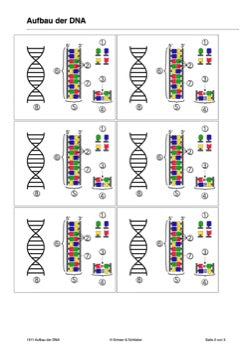 DNA und Chromosomen (4 MB)