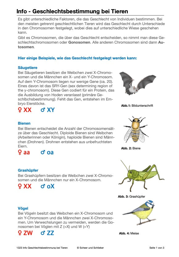 Ausbildung des Geschlechts: weiblich-divers-männlich (43 MB)